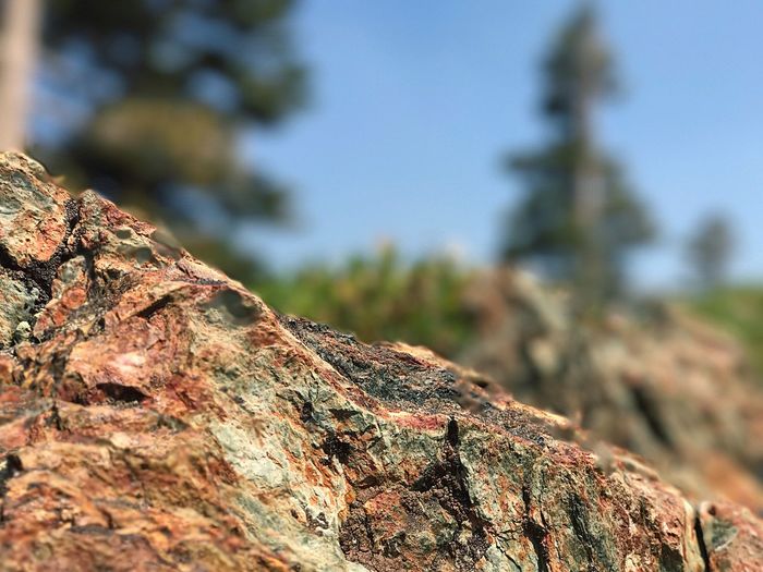 Low angle view of lichen on rock against sky