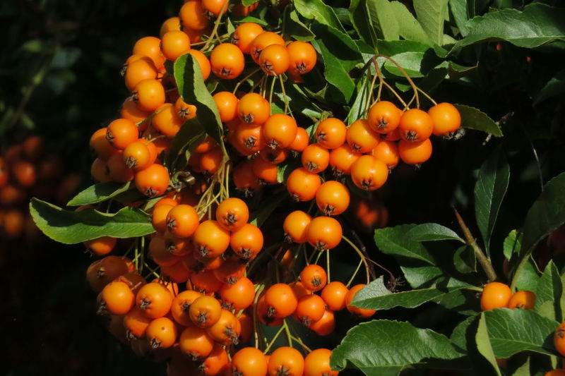 Orange fruits growing on plant