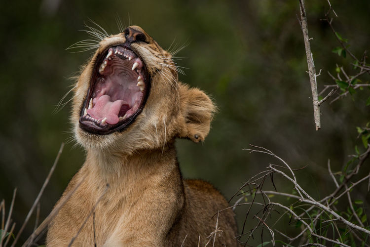 Lion cub yawning in forest