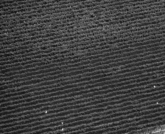 Full frame shot of crops on field