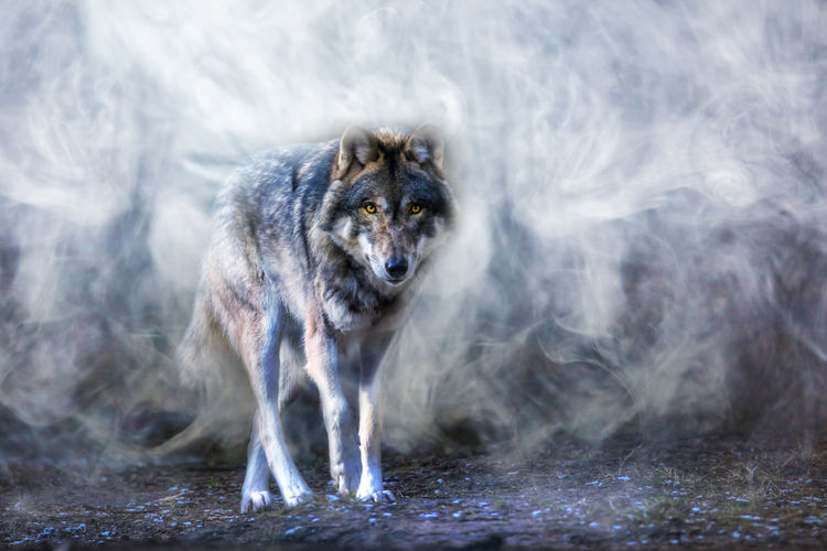 A wolf is running through a foggy forest