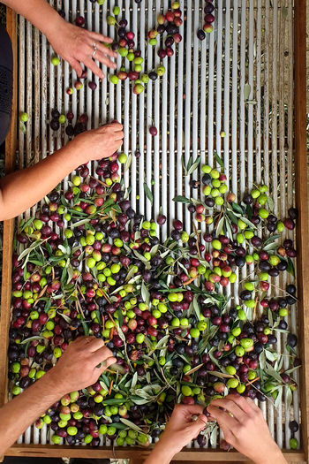 High angle view of people sorting olives on table