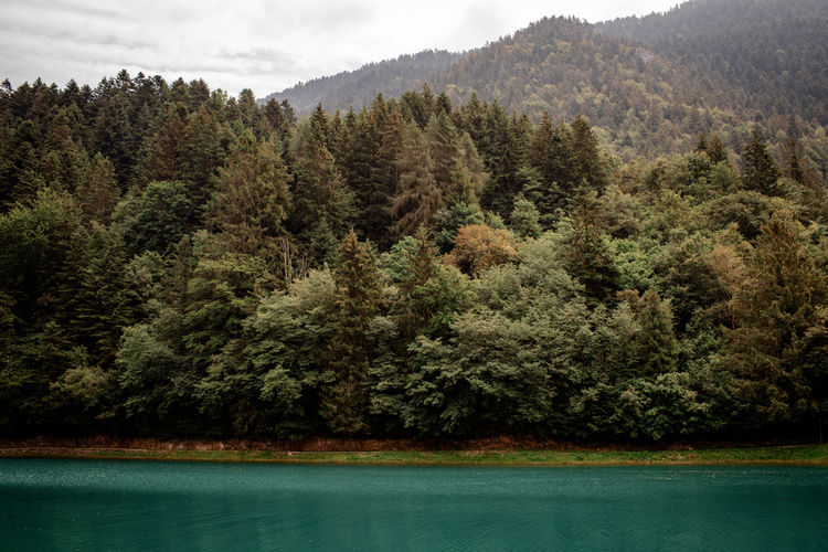 Scenic view of lake amidst trees in forest