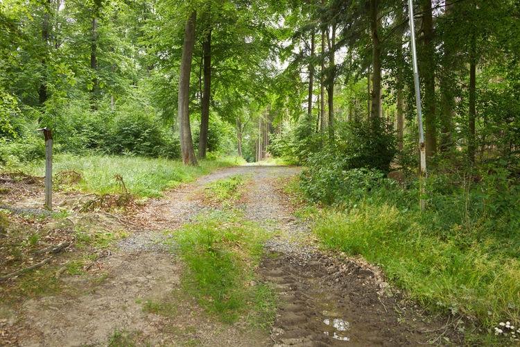 Dirt road in forest
