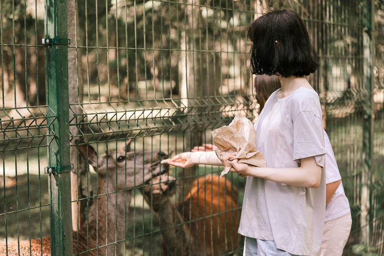 A girl feeds deer on a farm. caring for animals. female hand feeds deer wild animals
