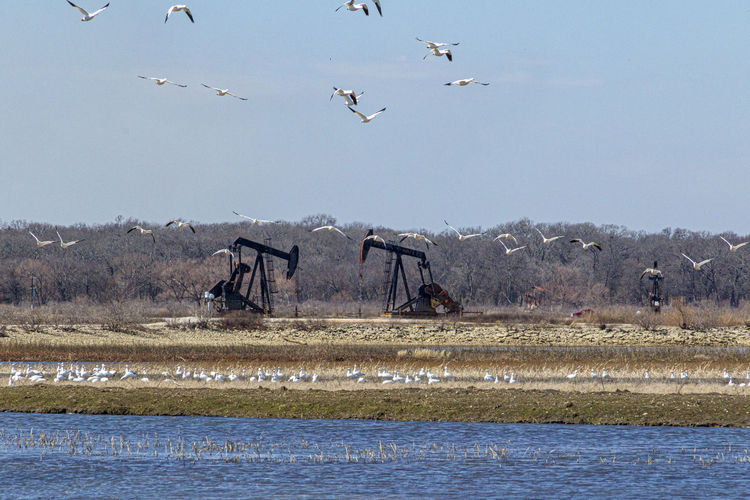 Birds flying over lake against sky