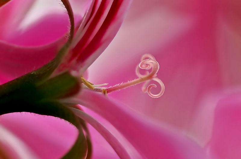 Close-up of pink flower