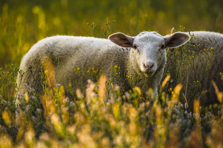 Portrait of sheep standing in field