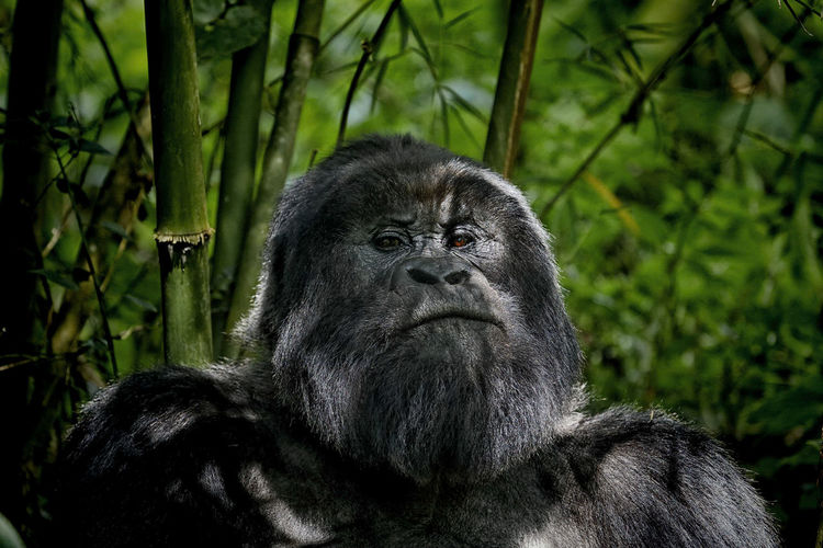 Portrait of a silverback gorilla  in the forest