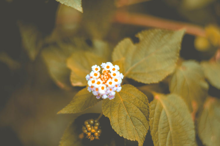 Close-up of flowering plant leaves
