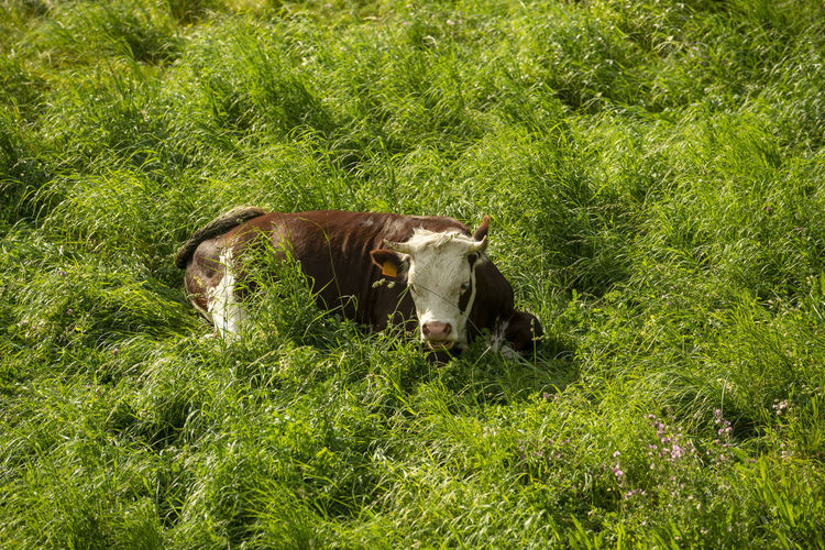 Horse grazing on field