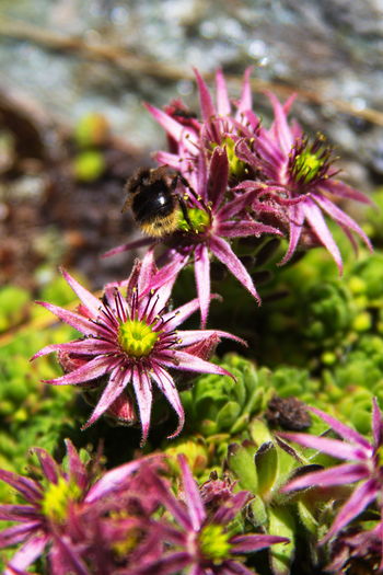 Close-up of bee on purple flower