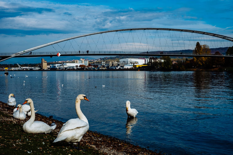 Swans at lakeshore against city