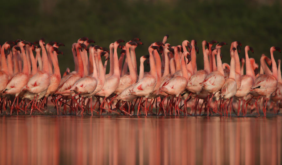 Flamingos in lake