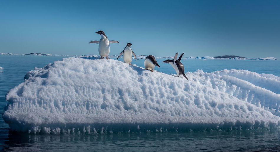 Birds flying over sea against sky during winter