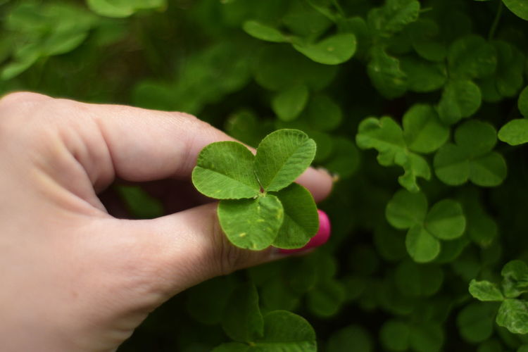 Cropped image woman of hand holding clover
