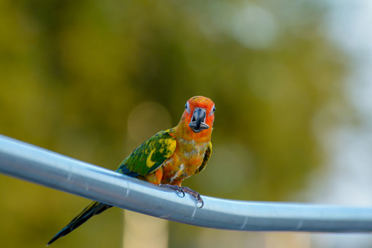 Close-up of parrot perching on metal
