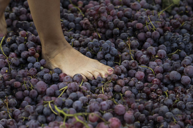 Low section of person by grapes, girls in traditional grape treads grape tread