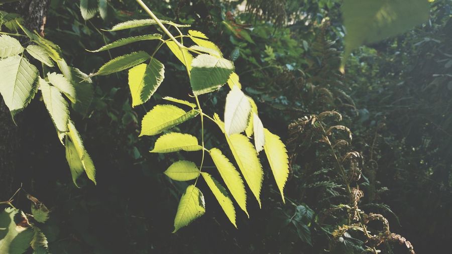Close-up of fresh yellow leaf in forest