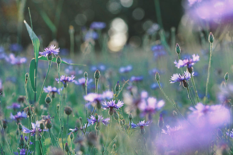 Close-up of purple flowering plants on field