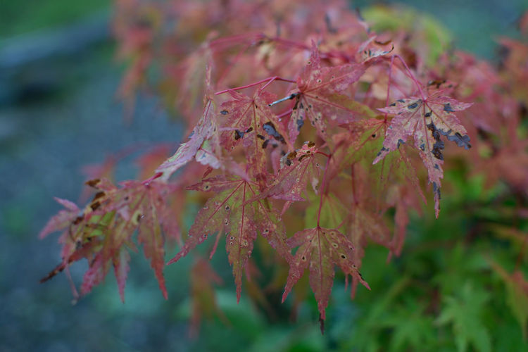 Close-up of autumnal leaves on tree