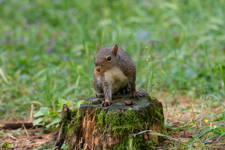 Squirrel on a field pose on trunk