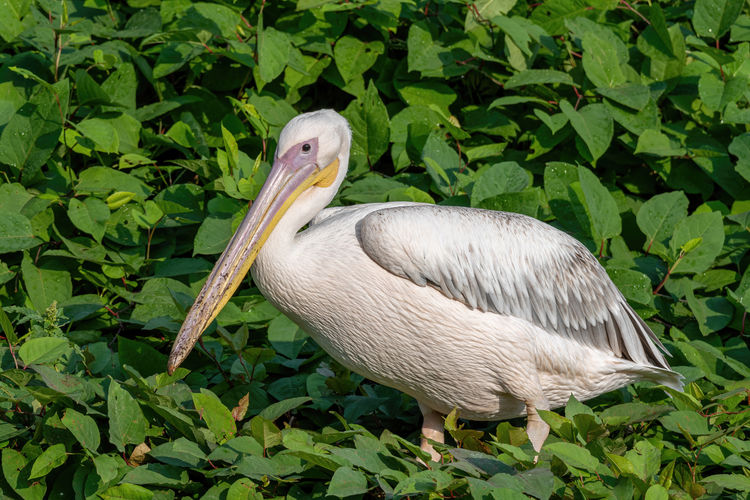 View of pelican