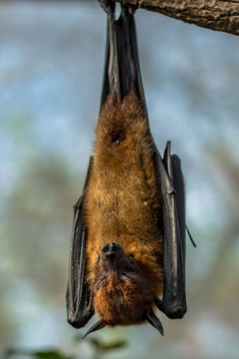 Close-up of bat hanging on tree against sky