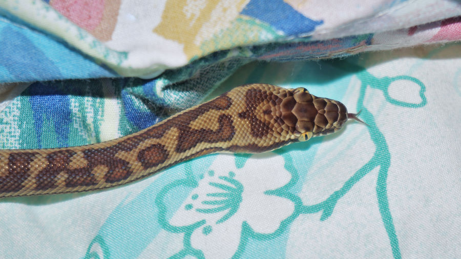 High angle view of python on bed