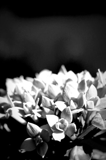 Close-up of flowers