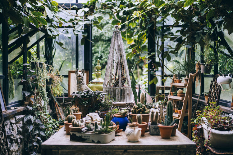 Potted plants on table at shop for sale