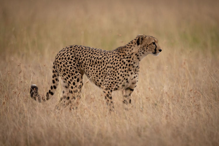 Cheetah on grassy field 