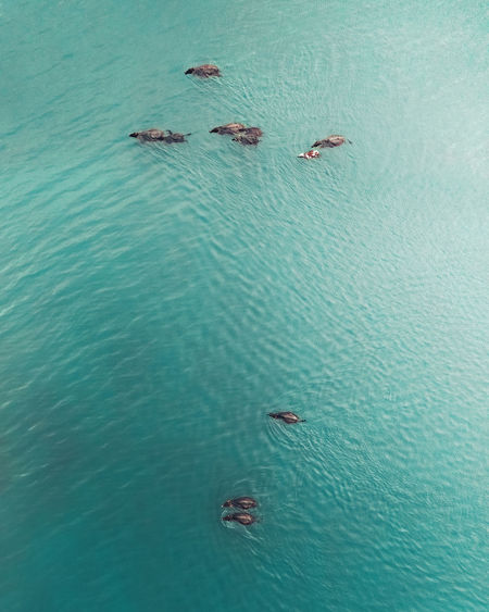 High angle view of ducks swimming in pool