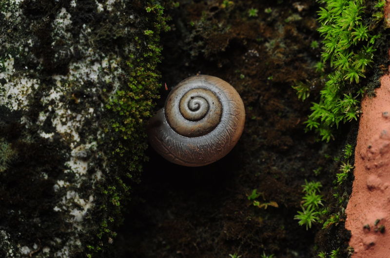 Snail's shell on a wall
