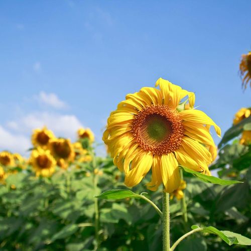 Close-up of fresh sunflowers blooming on field against sky