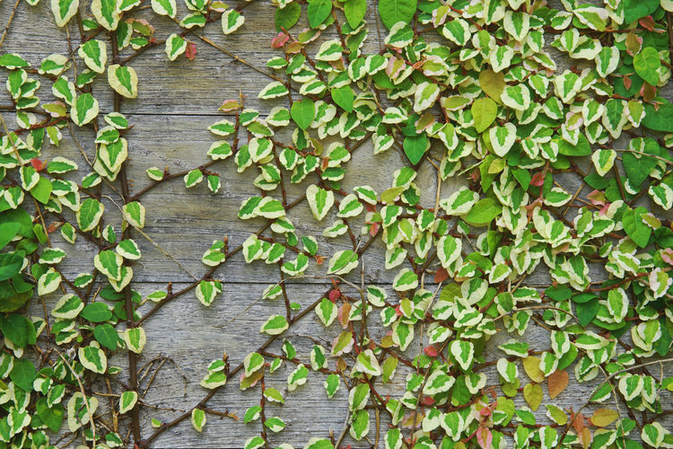 Close-up of ivy growing on tree