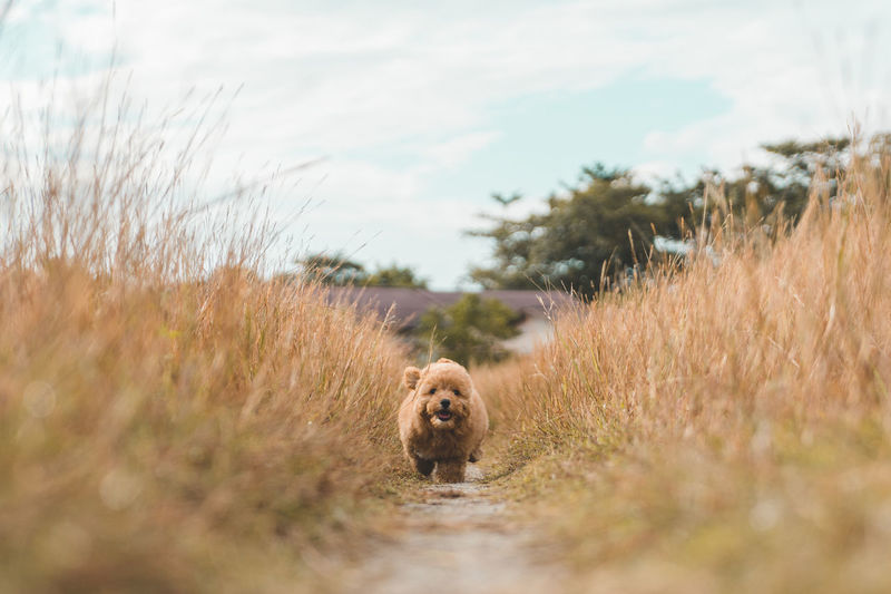 Cute brown hairy puppy running amidst plants on land