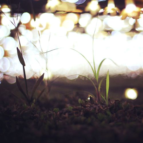 Close-up of illuminated plants at night