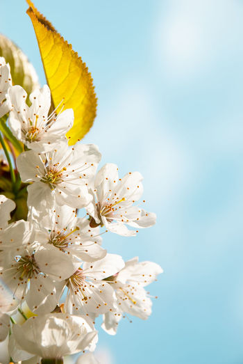 Close-up of white cherry blossoms against clear sky