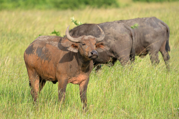 African buffalo, syncerus caffer,  national parks of uganda