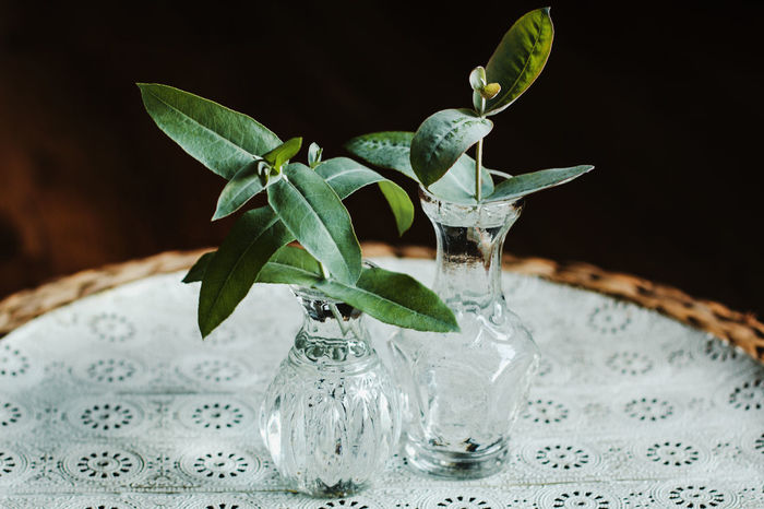 Close-up of eucalyptus leaves in glass vase on table