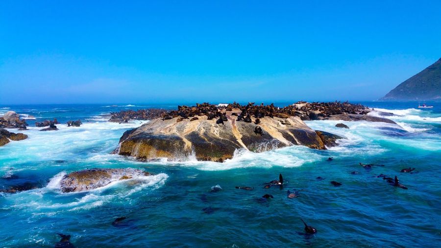Seals on rock formation in sea against blue sky