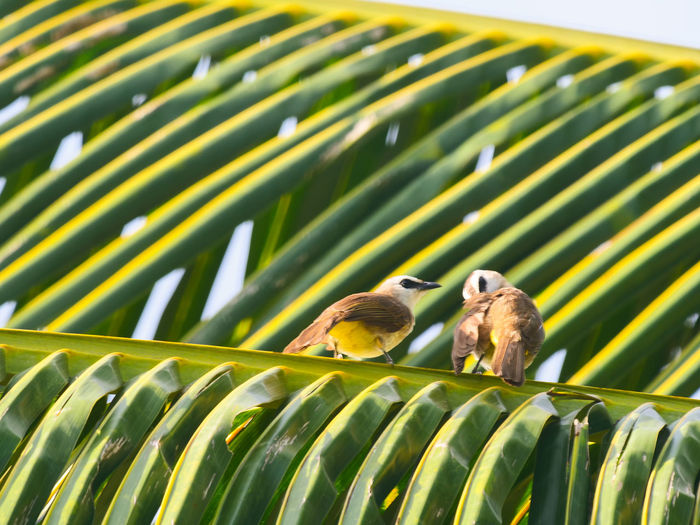 View of birds perching on plant