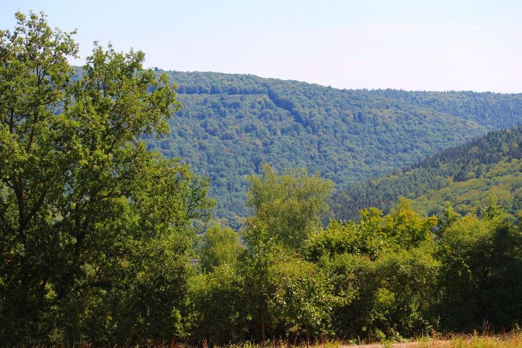 Scenic view of trees against clear sky