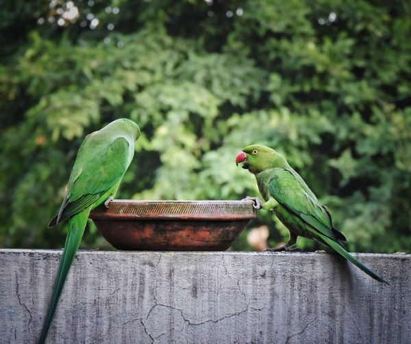 Close-up of parrot perching on wood
