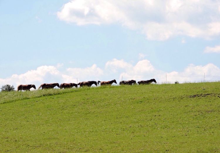 Cows grazing on grassy field
