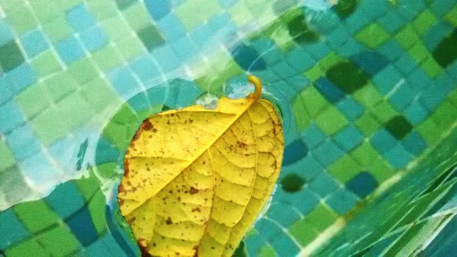 High angle view of yellow leaf on water