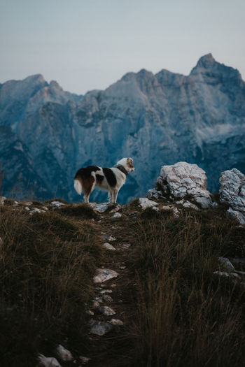 View of a dog in front of the mountains 