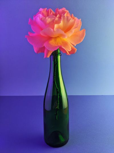 Close-up of flower vase on table against blue background