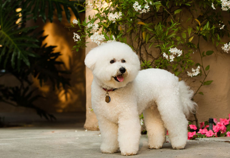 Close-up of white dog standing outdoors